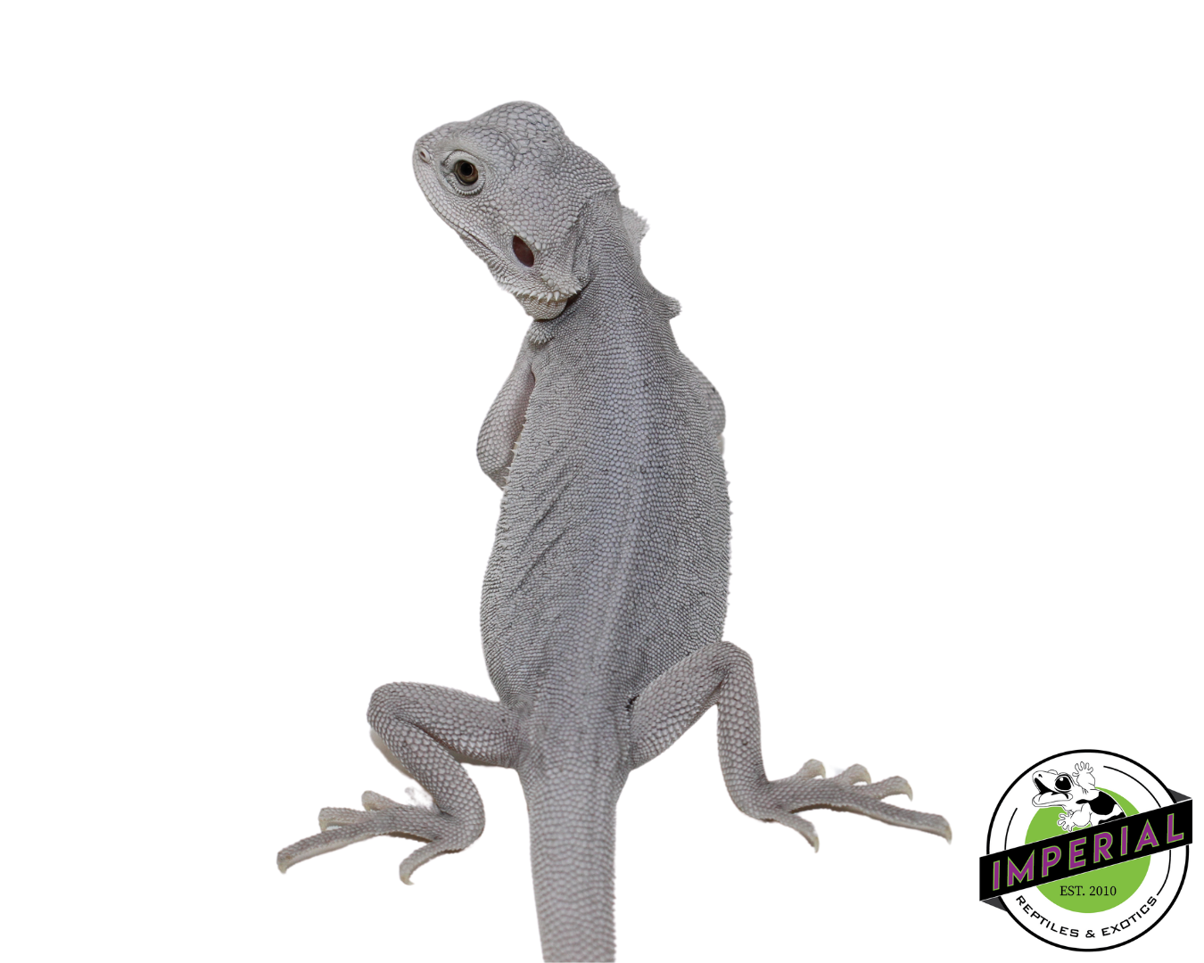 Hypo Leatherback Zero Bearded Dragon Baby — image 3