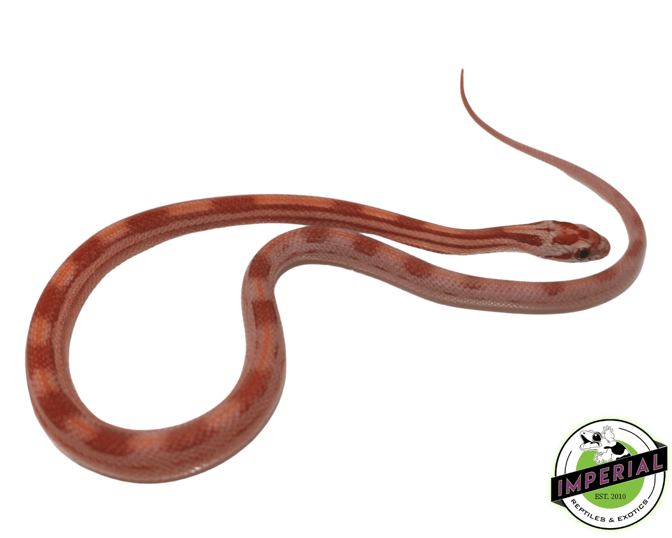 Hypo Motley Corn Snake