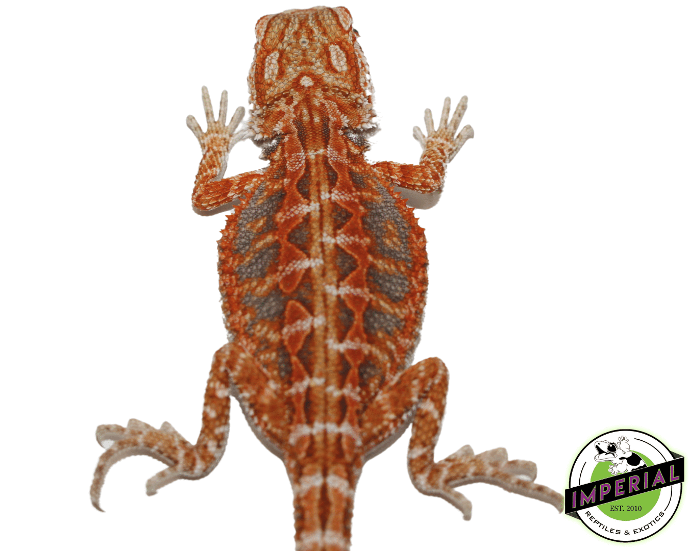 Hypo Orange Crush Bearded Dragon Baby — image 3