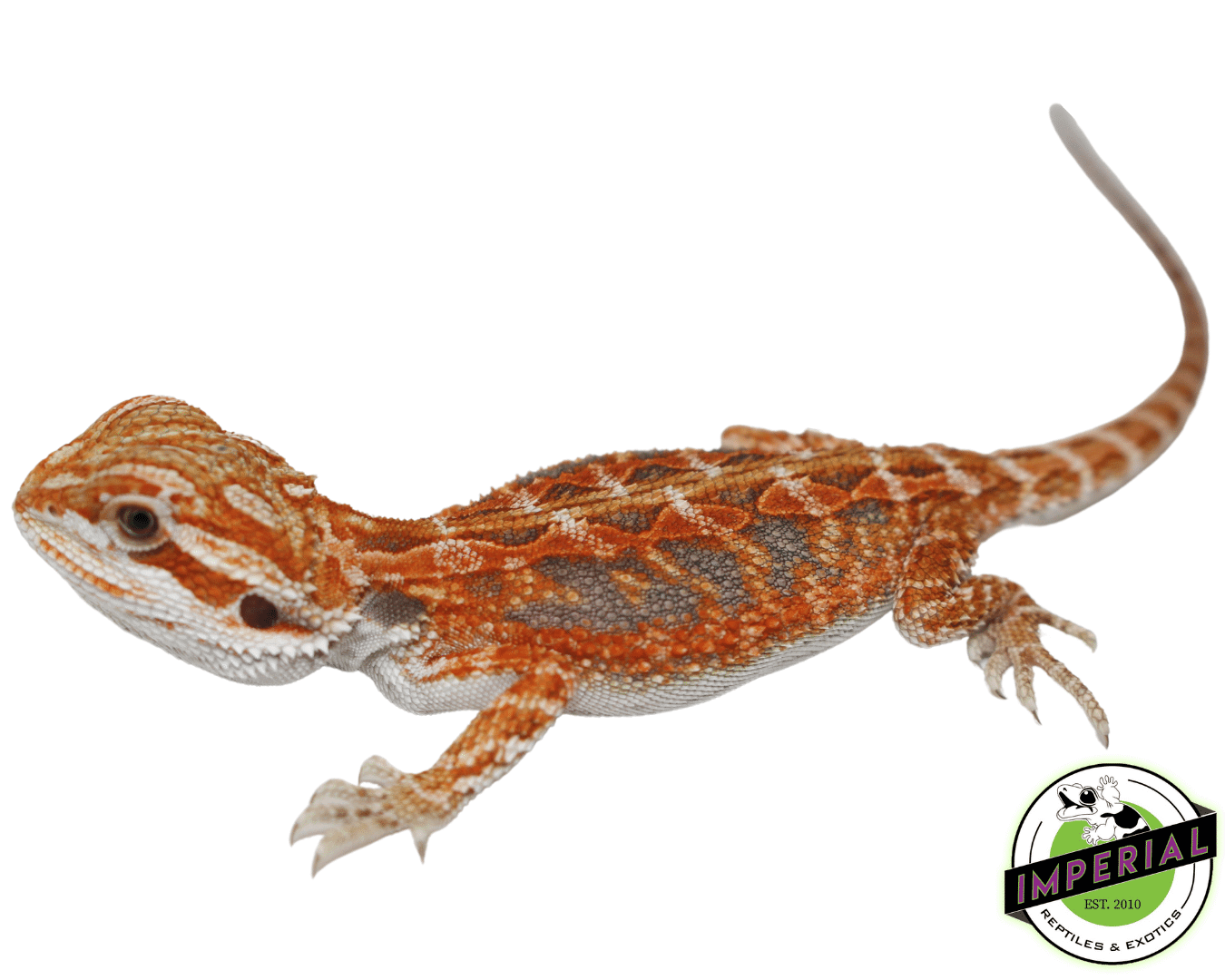 Hypo Orange Crush Bearded Dragon Baby