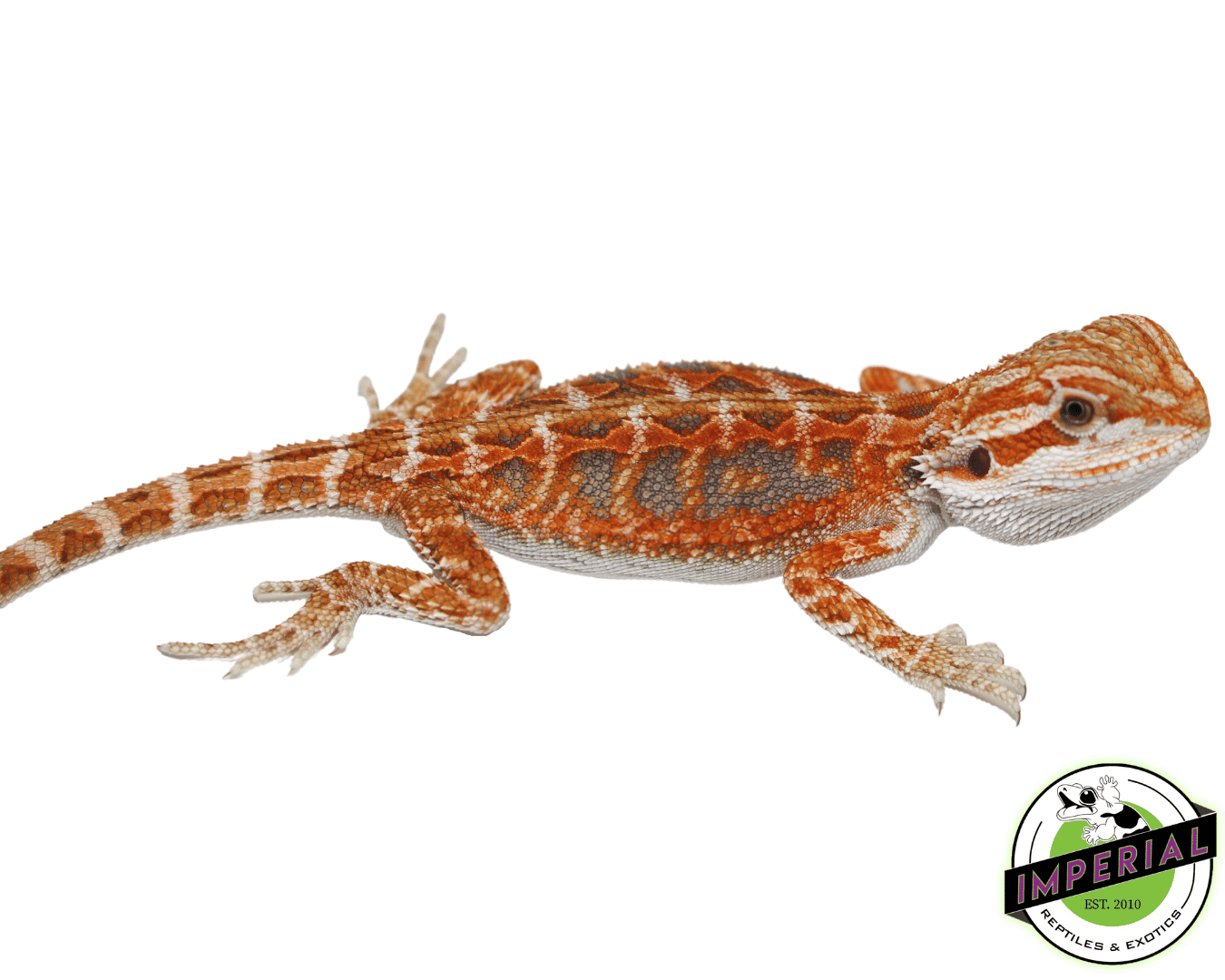 Hypo Orange Crush Bearded Dragon Baby — image 2