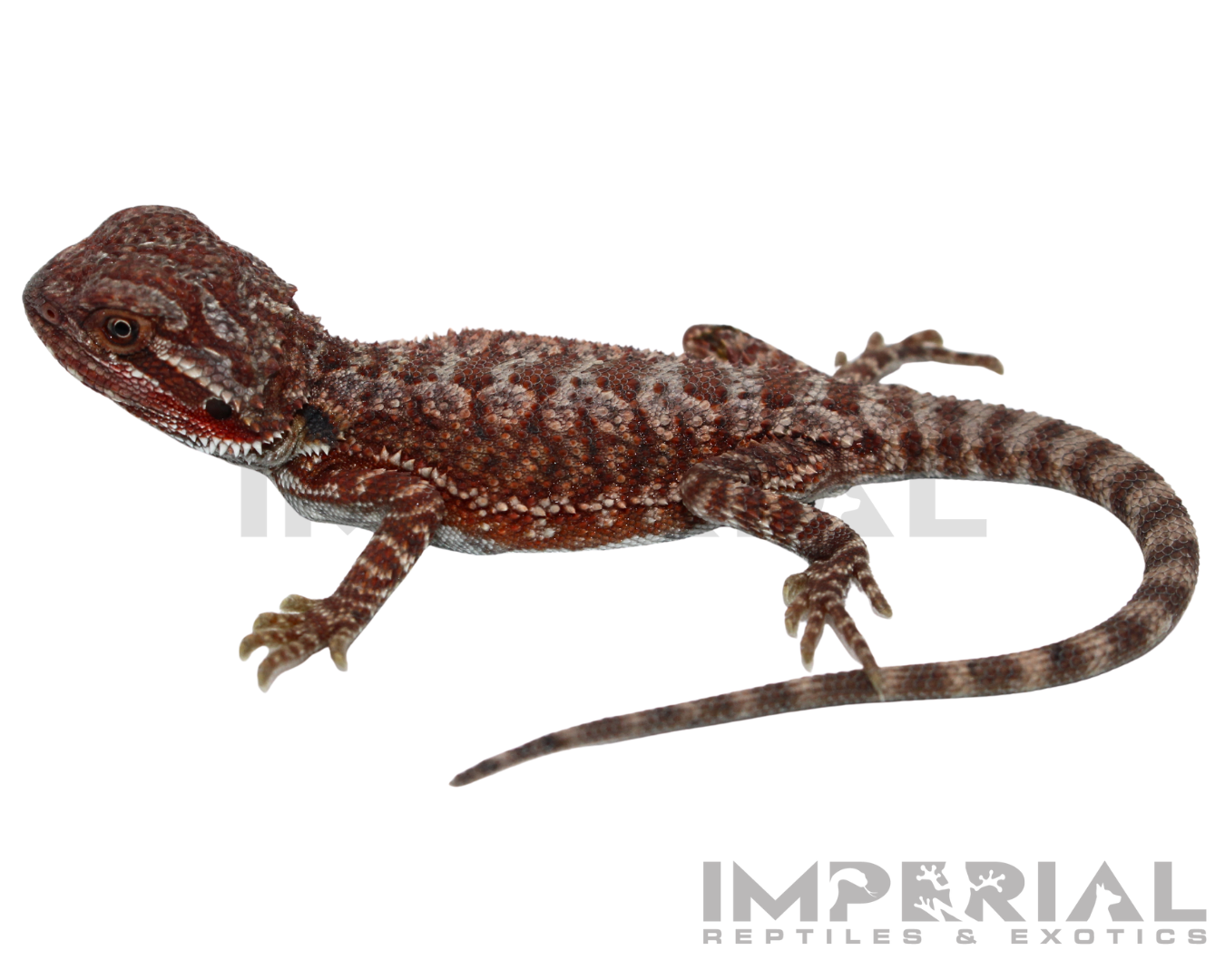 Hypo Red Monster Bearded Dragon Baby — image 2