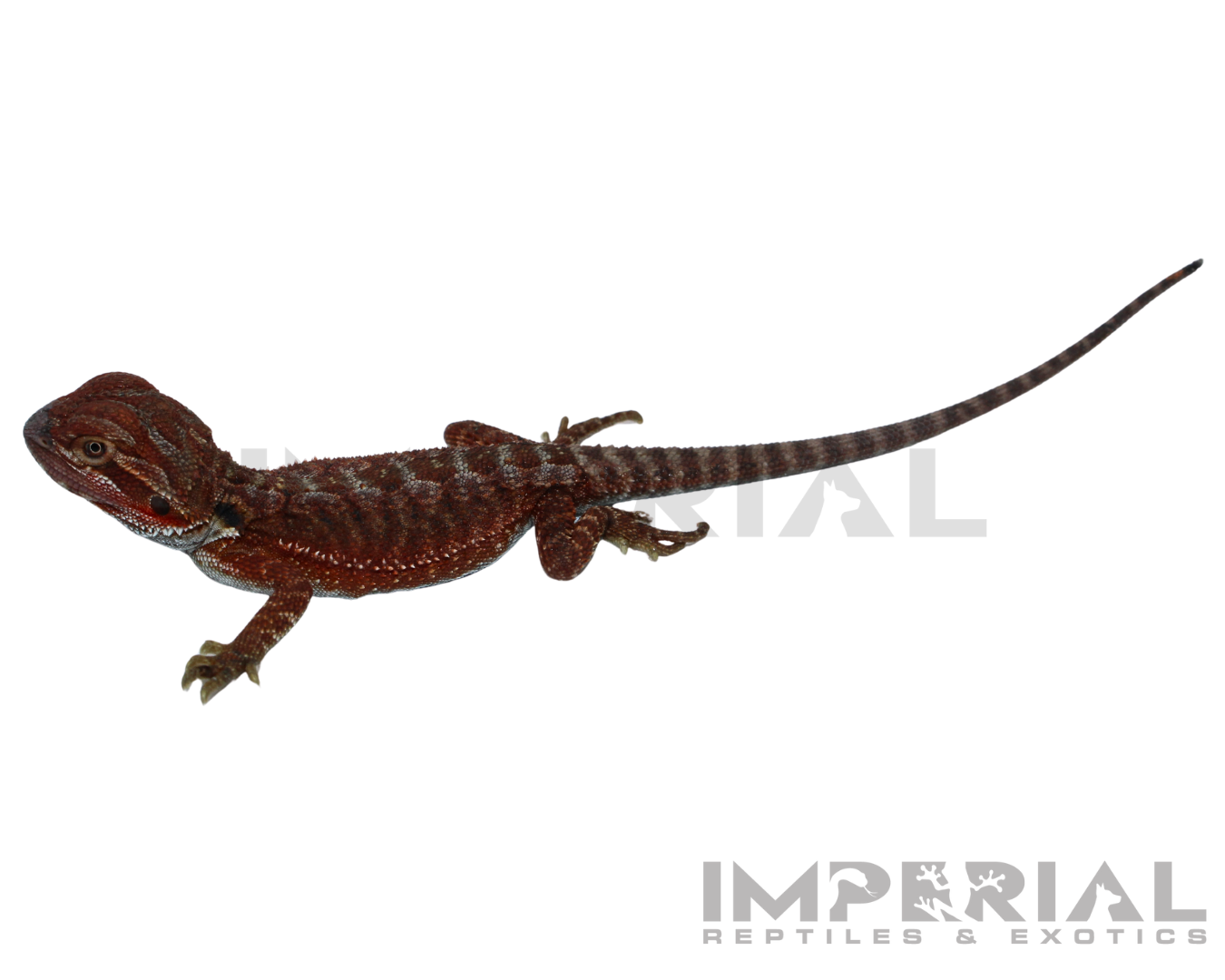 Hypo Red Monster Bearded Dragon Baby — image 3