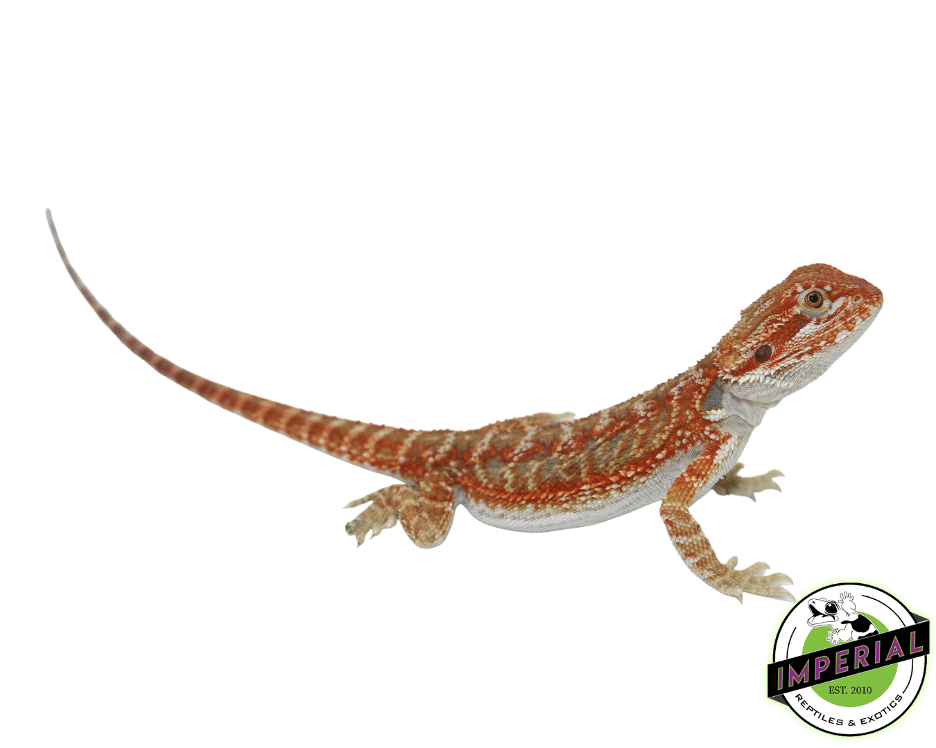 Hypo Skittles Bearded Dragon Juvenile Male — image 3