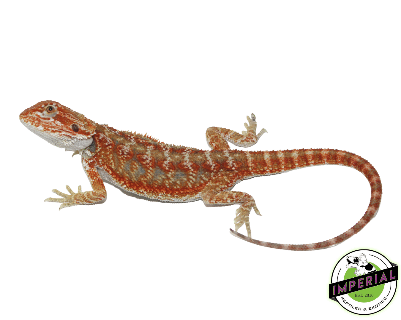 Hypo Skittles Bearded Dragon Juvenile Male