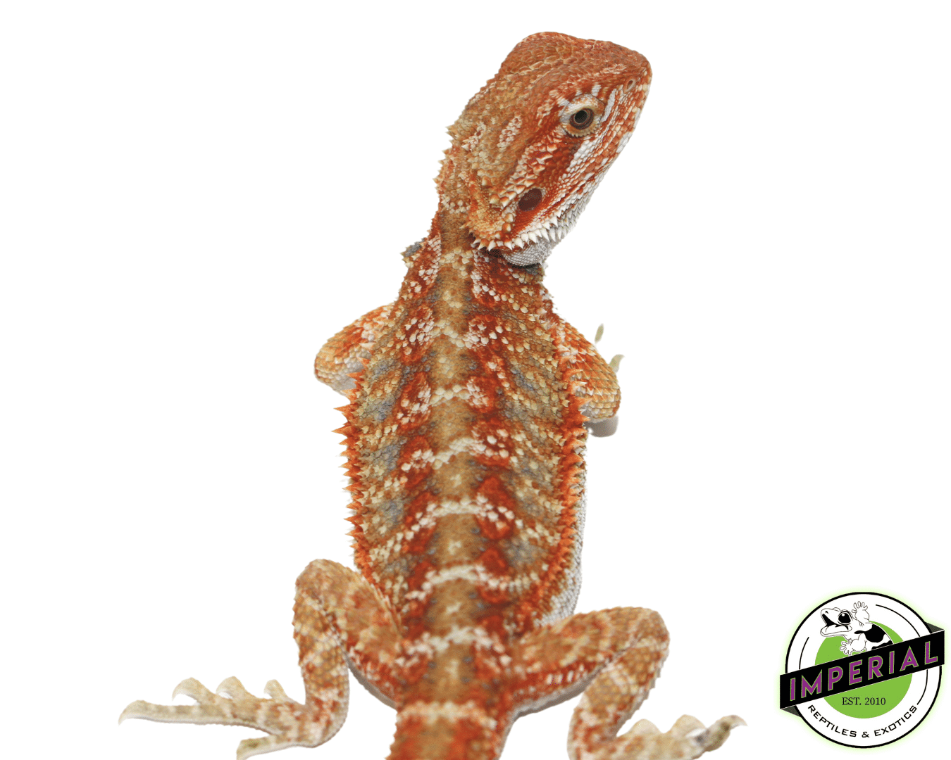 Hypo Skittles Bearded Dragon Juvenile Male — image 2