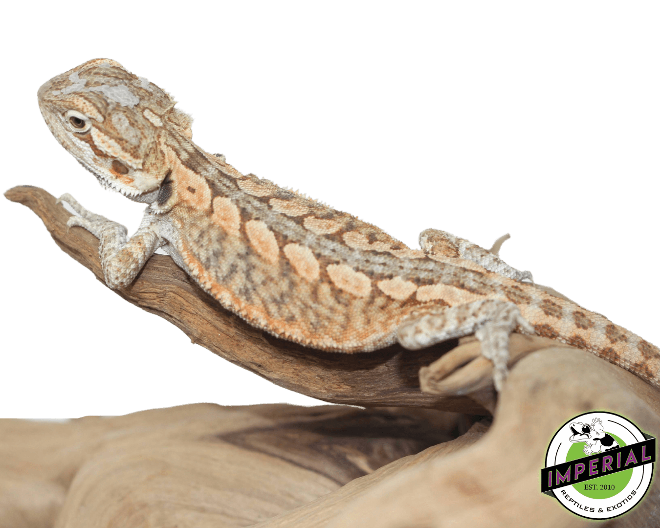 Hypo Snow Leatherback Bearded Dragon