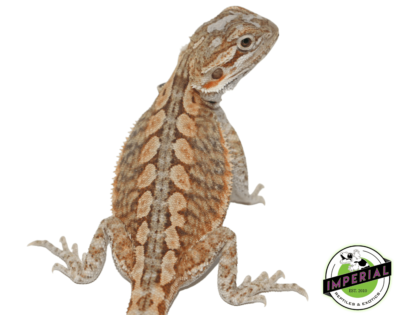 Hypo Snow Leatherback Bearded Dragon — image 2