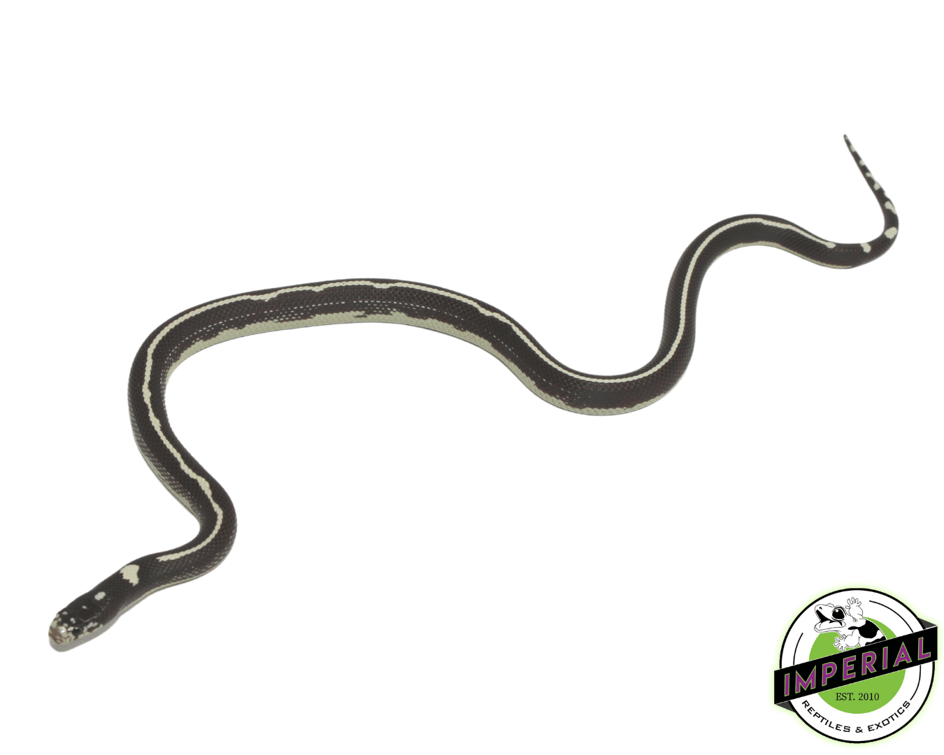 Hypo Striped California Kingsnake — image 2