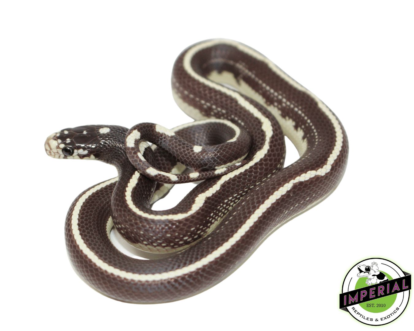 Hypo Striped California Kingsnake