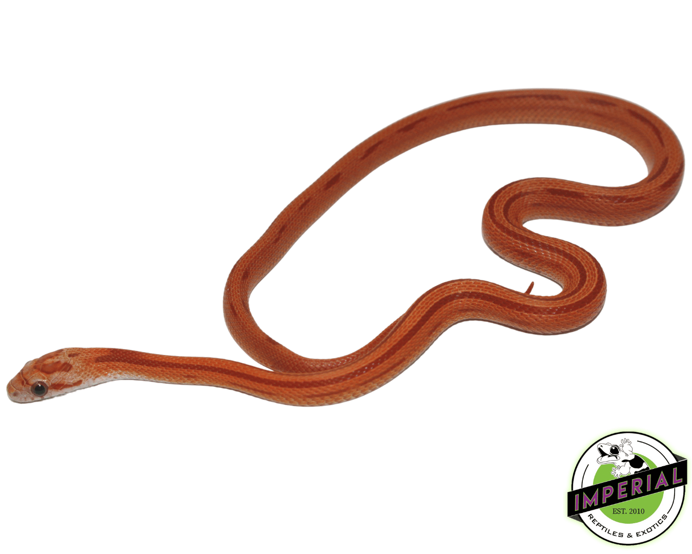 Hypo Striped Corn Snake Baby — image 2