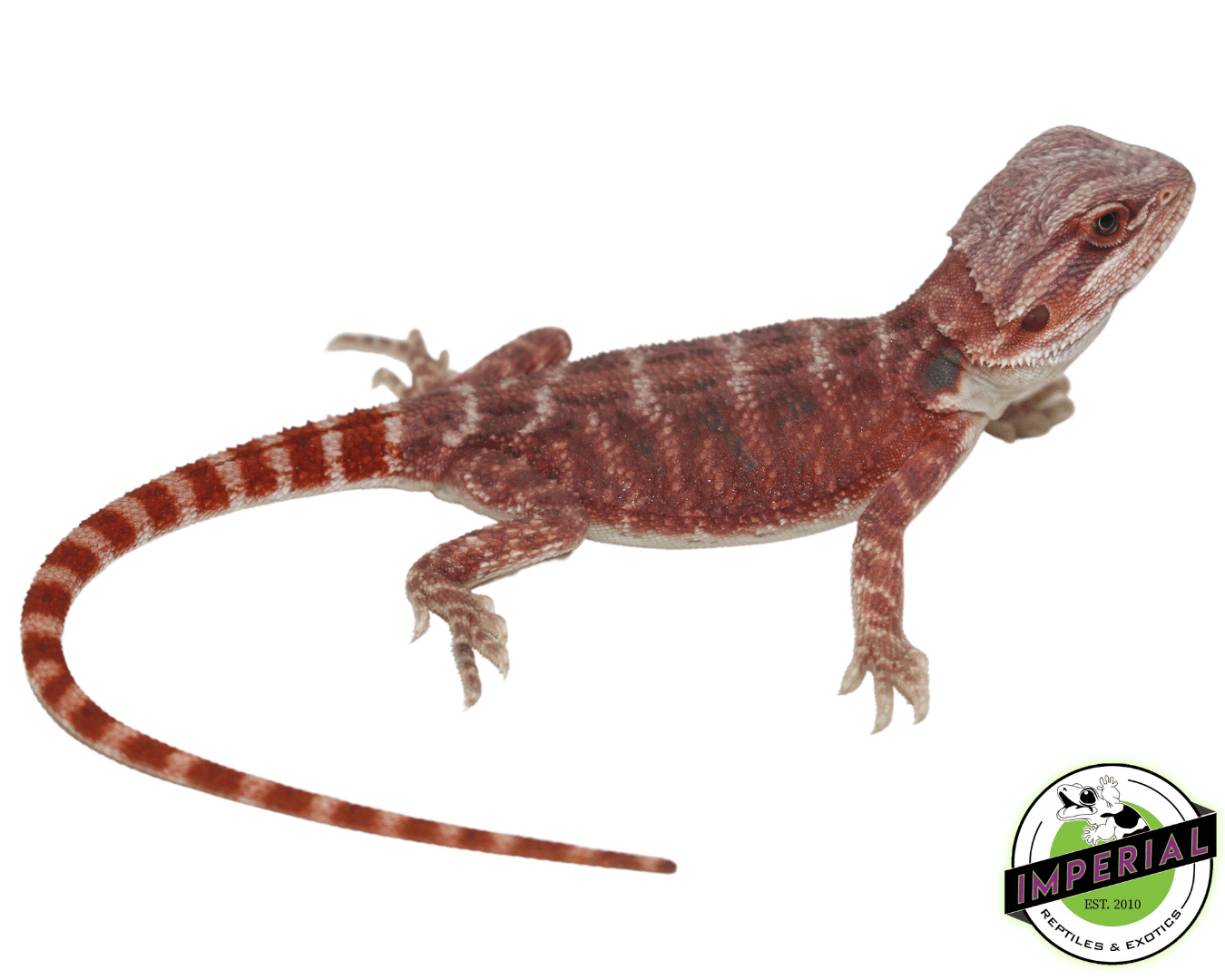 Hypo Super Red Bearded Dragon