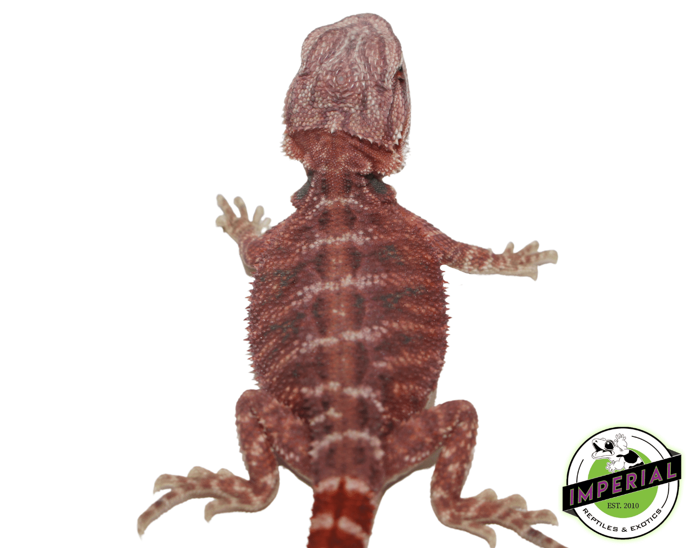 Hypo Super Red Bearded Dragon — image 3