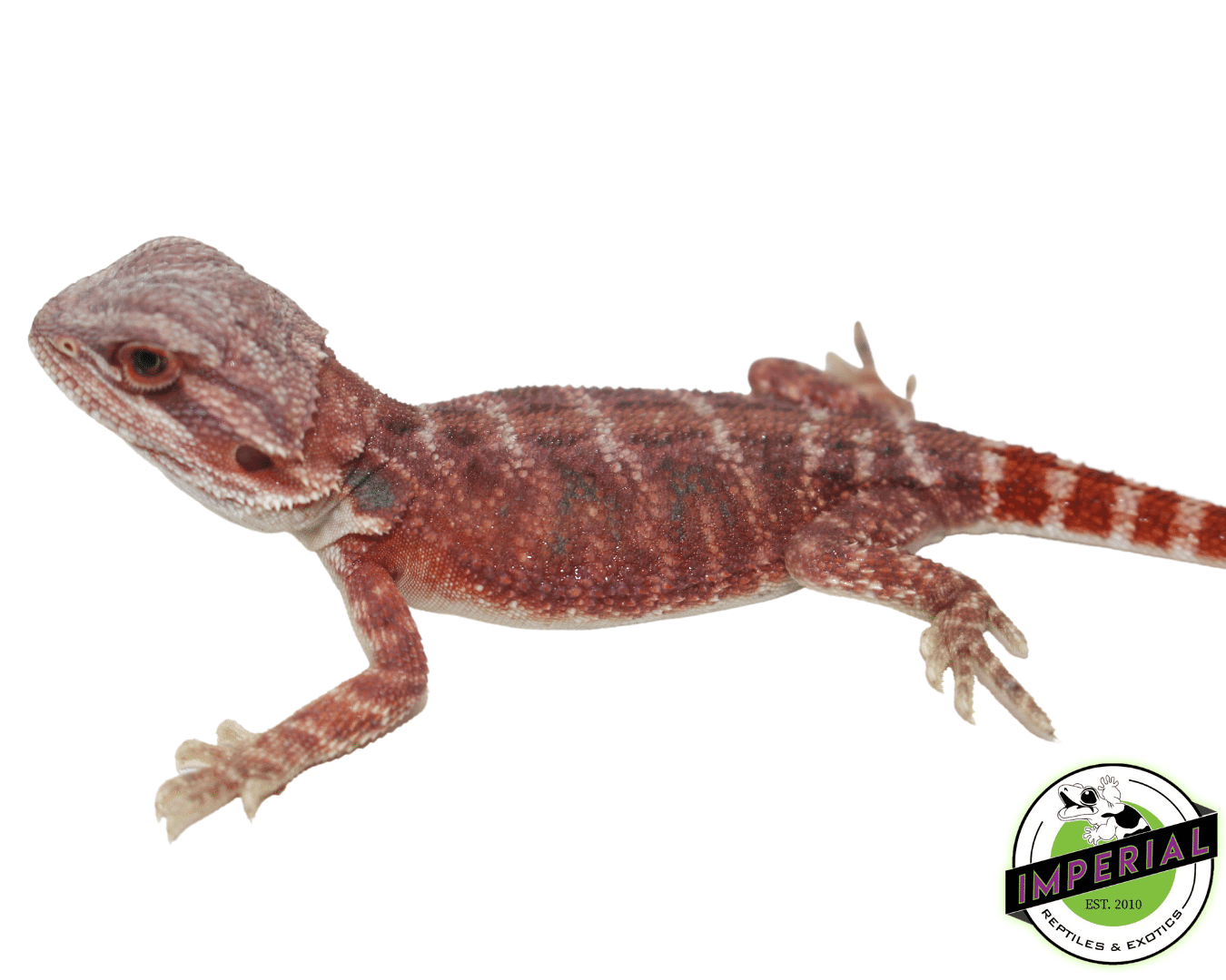 Hypo Super Red Bearded Dragon — image 2