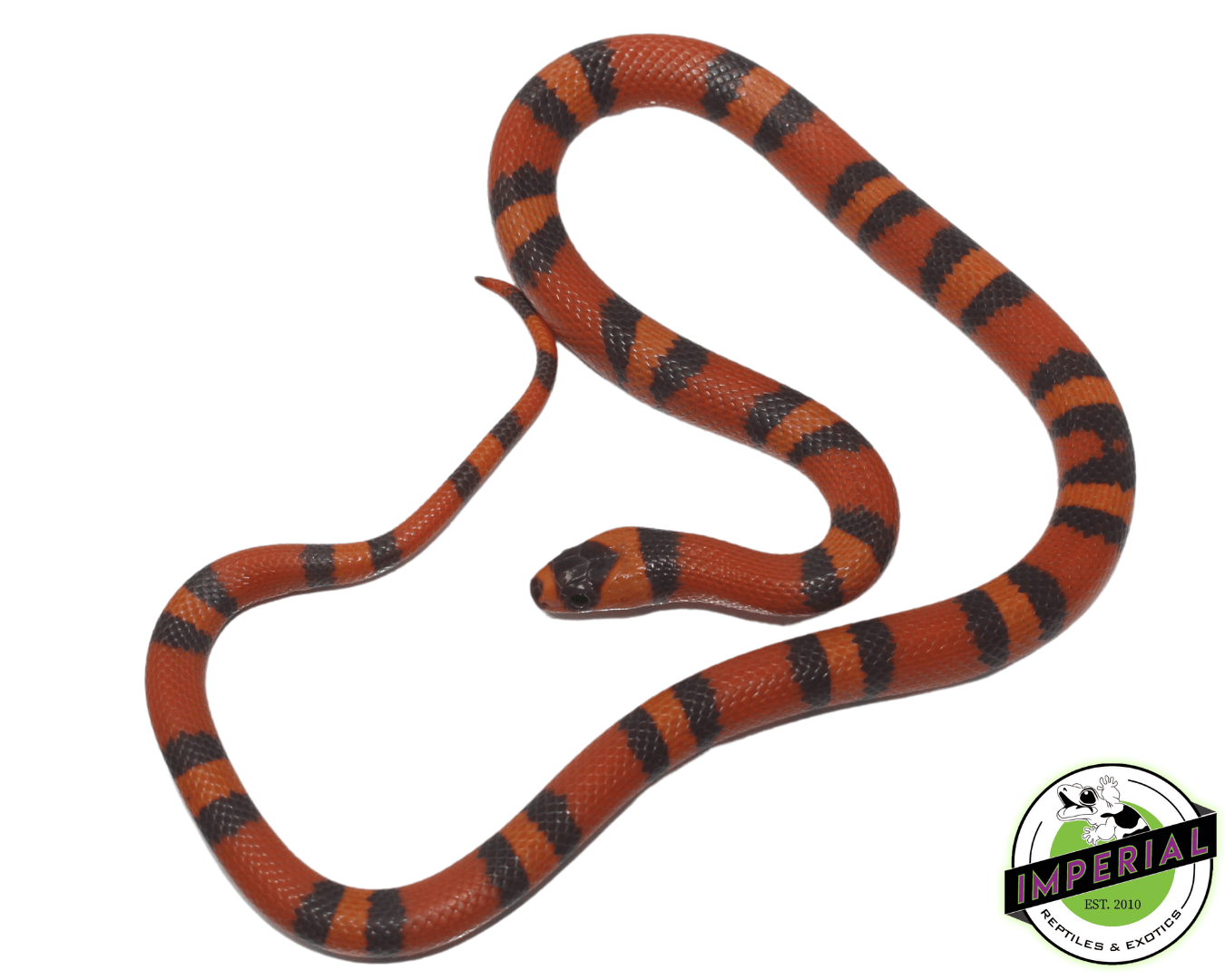 Hypo Tangerine Honduran Milk Snake — image 2