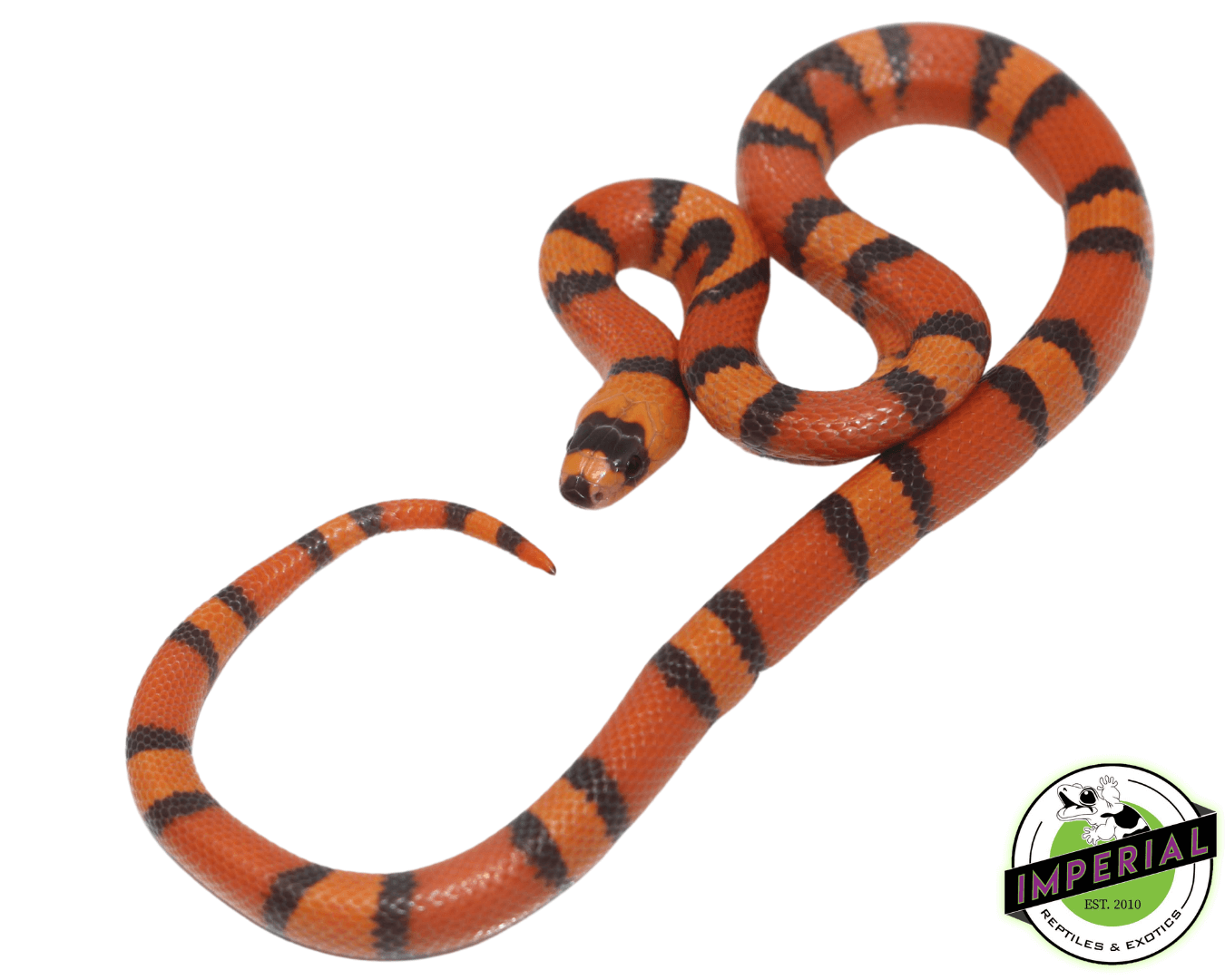 Hypo Tangerine Honduran Milk Snake