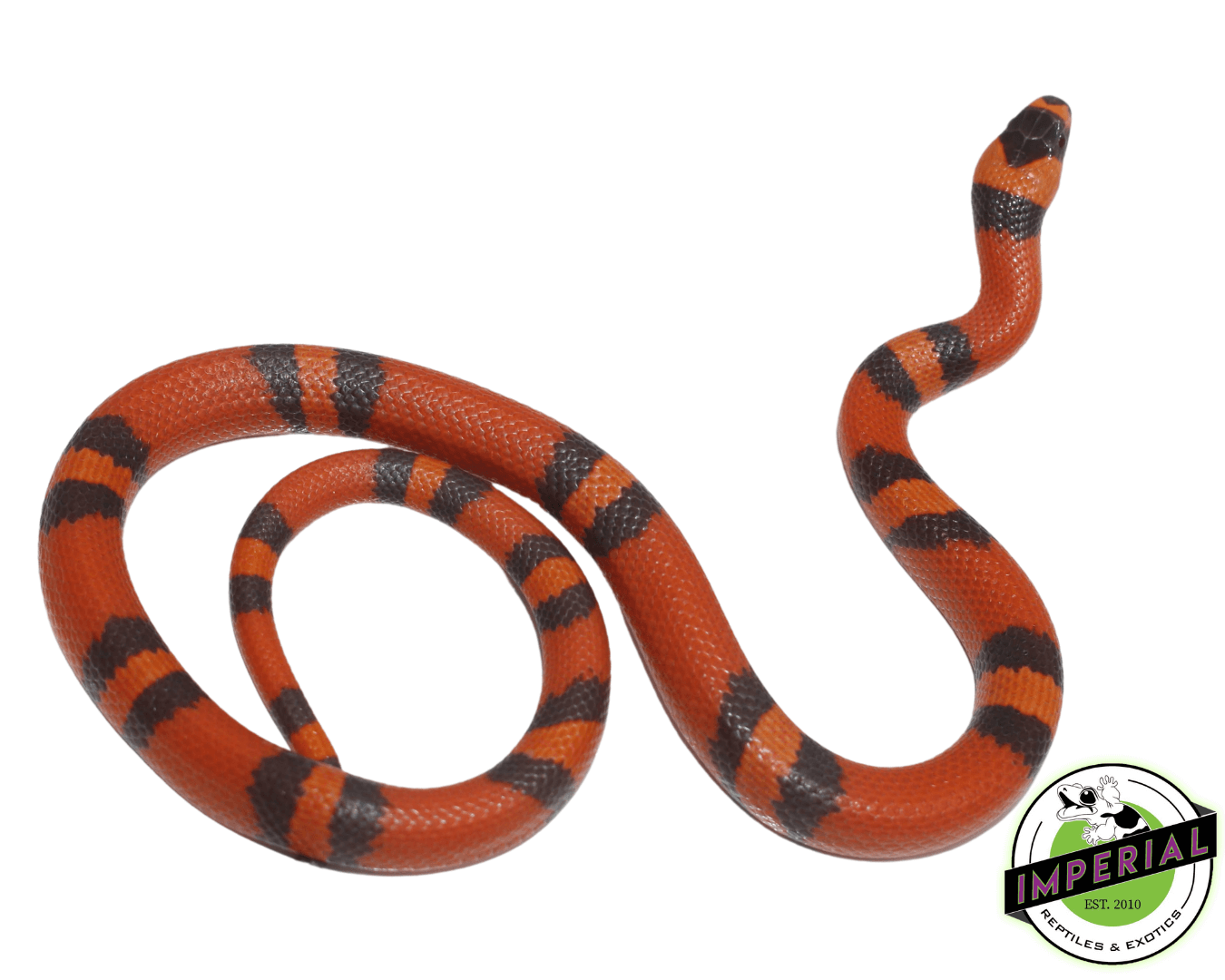 Hypo Tangerine Honduran Milk Snake — image 3