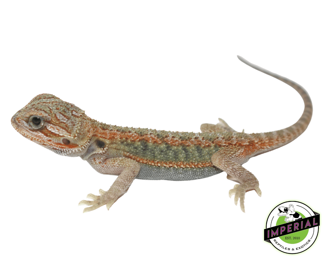Hypo Translucent Bearded Dragon Baby