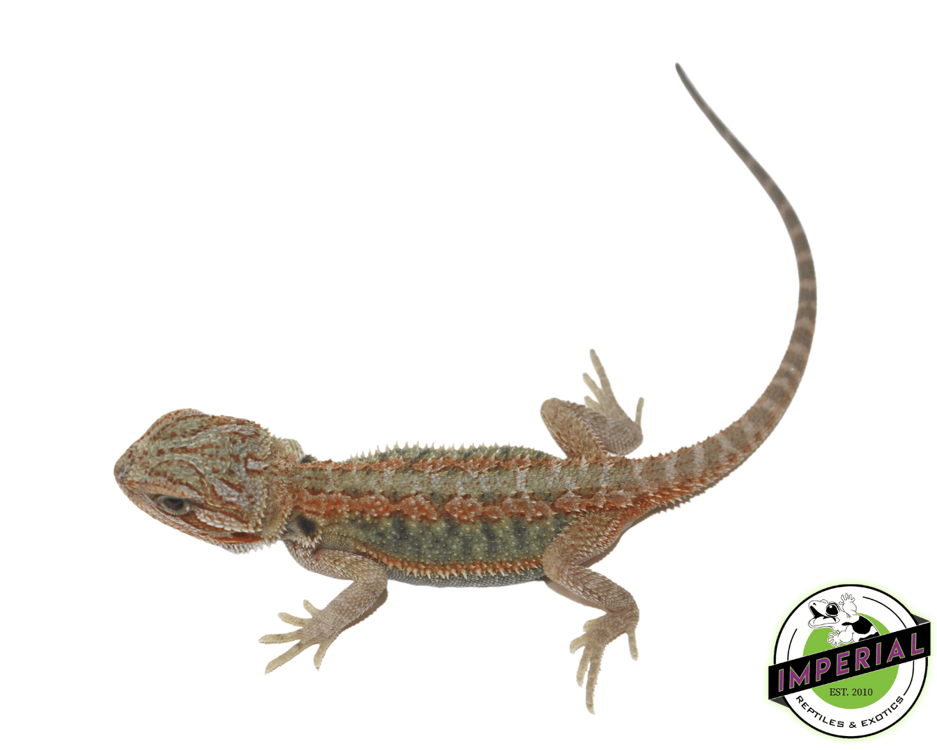 Hypo Translucent Bearded Dragon Baby — image 2