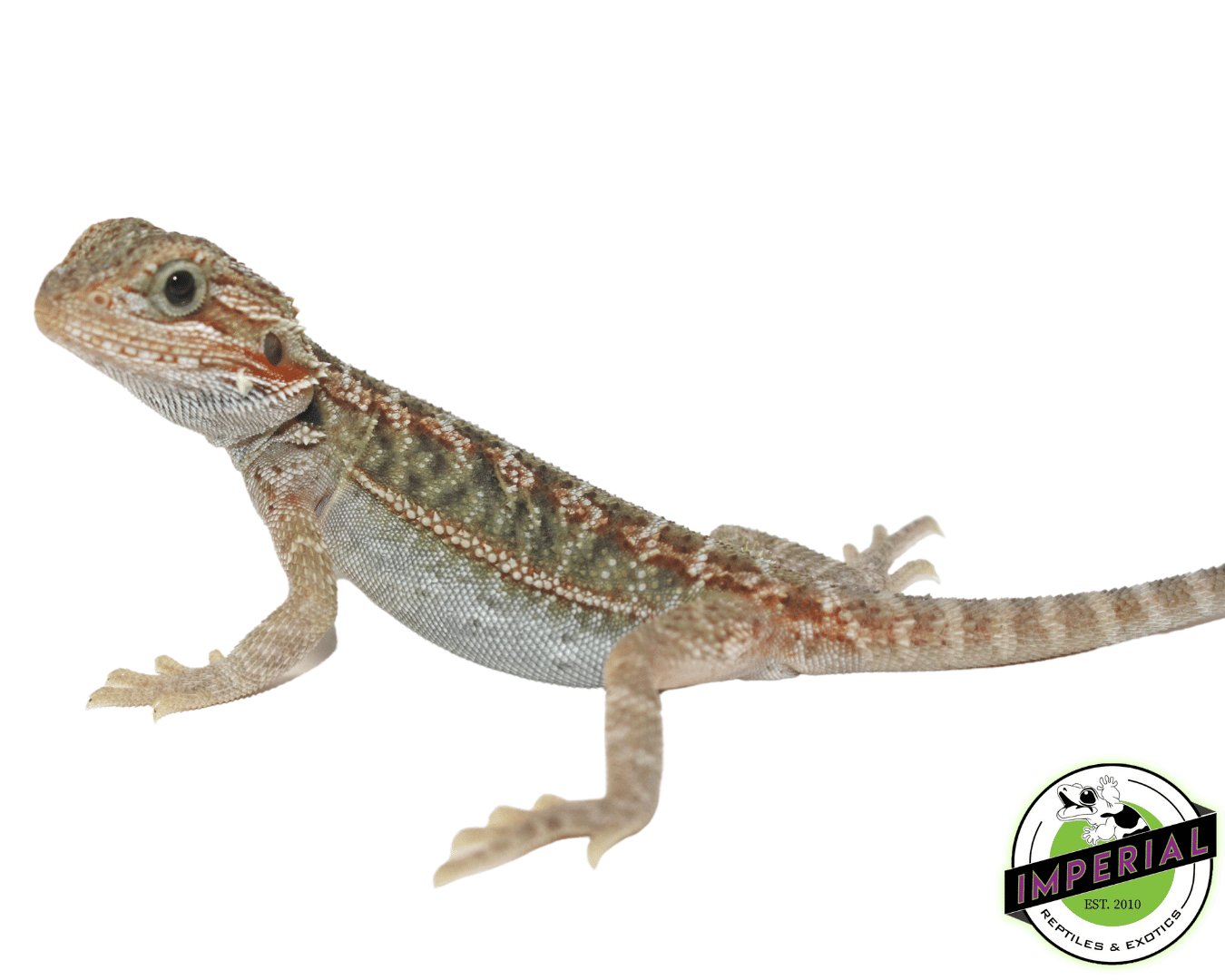 Hypo Translucent Bearded Dragon Baby — image 3