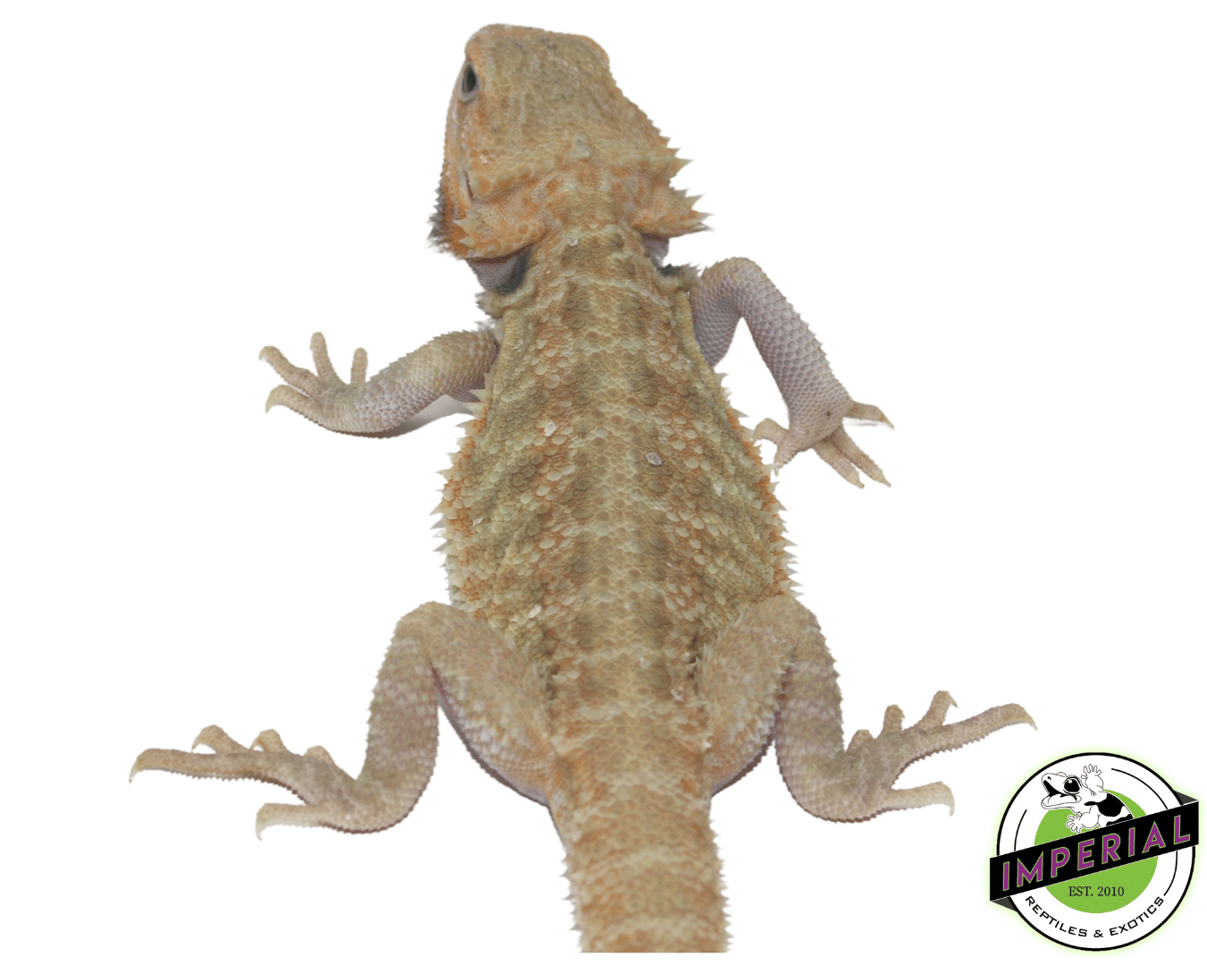 Hypo Translucent Bearded Dragon Sub Adult — image 2