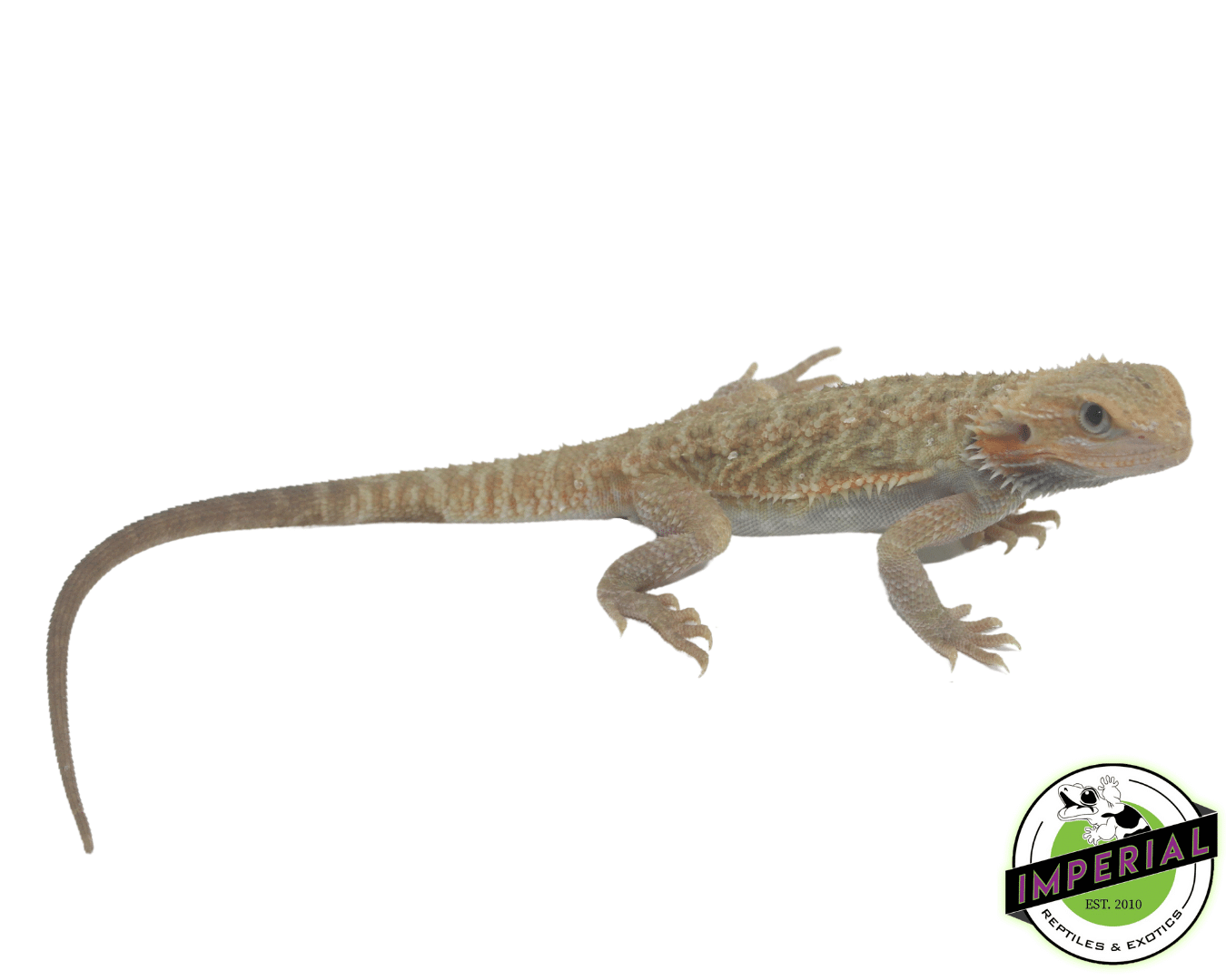 Hypo Translucent Bearded Dragon Sub Adult