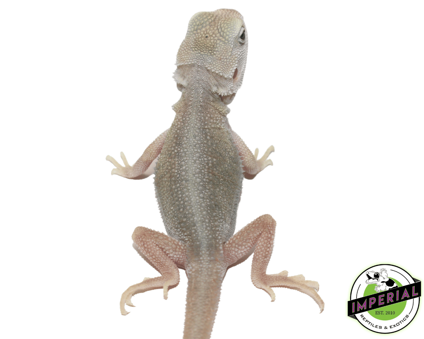 Hypo Translucent Dunner Witblits Bearded Dragon Baby — image 2