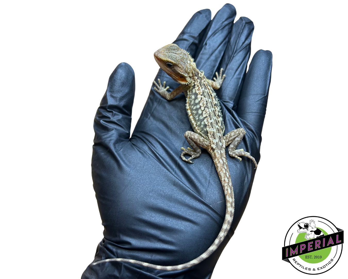 Hypo Translucent Honeycomb Leatherback Bearded Dragon Baby