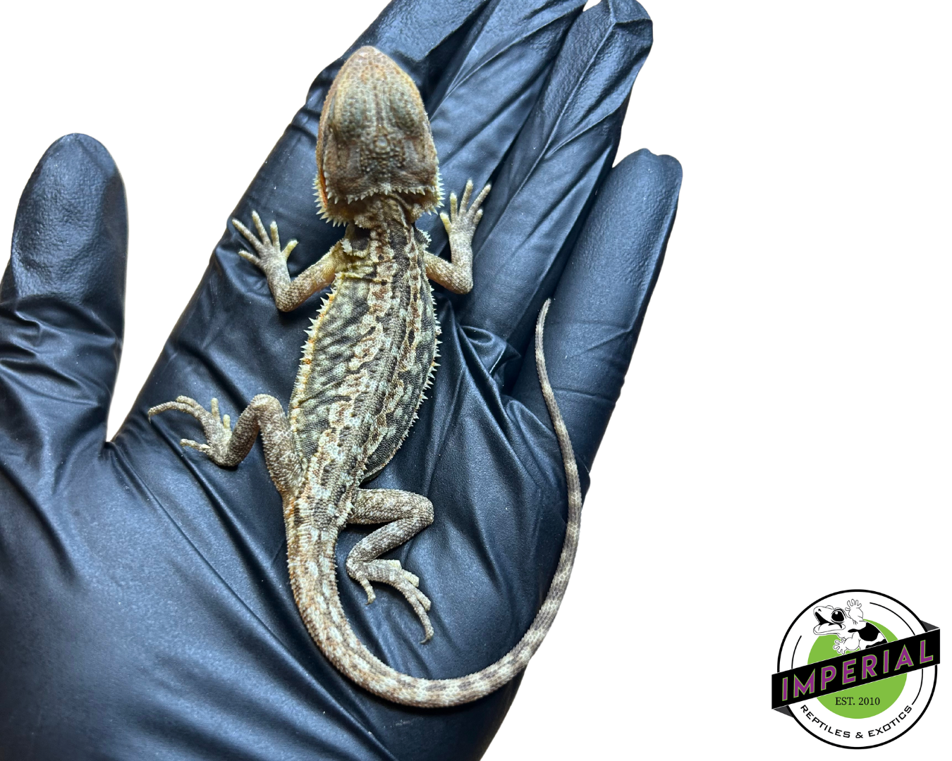 Hypo Translucent Honeycomb Leatherback Bearded Dragon Baby — image 2
