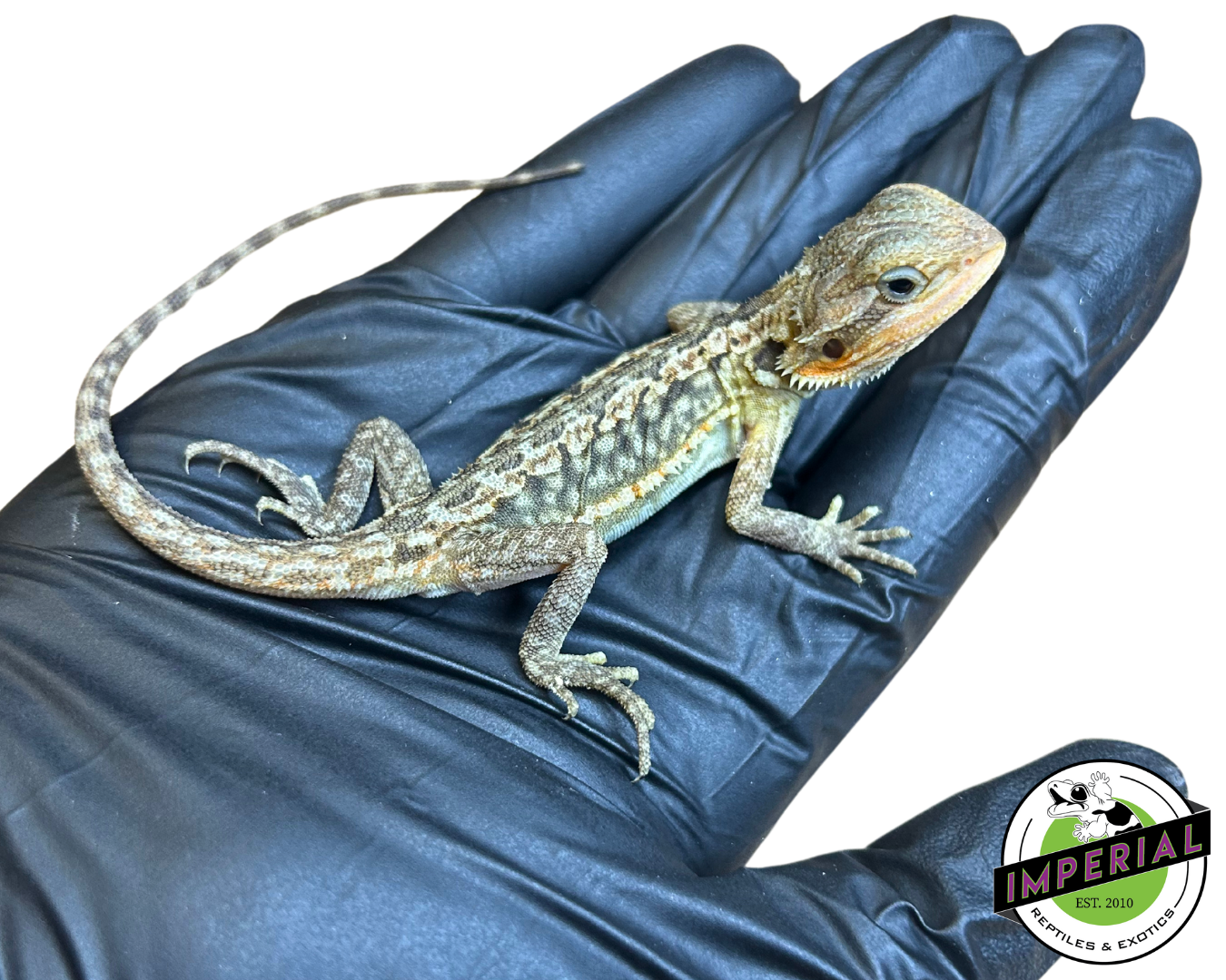 Hypo Translucent Honeycomb Leatherback Bearded Dragon Baby — image 3