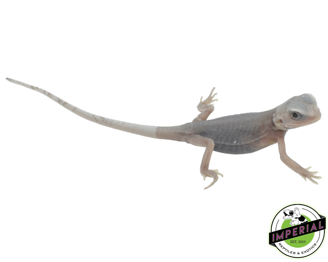 Hypo Translucent Zero Bearded Dragon Baby