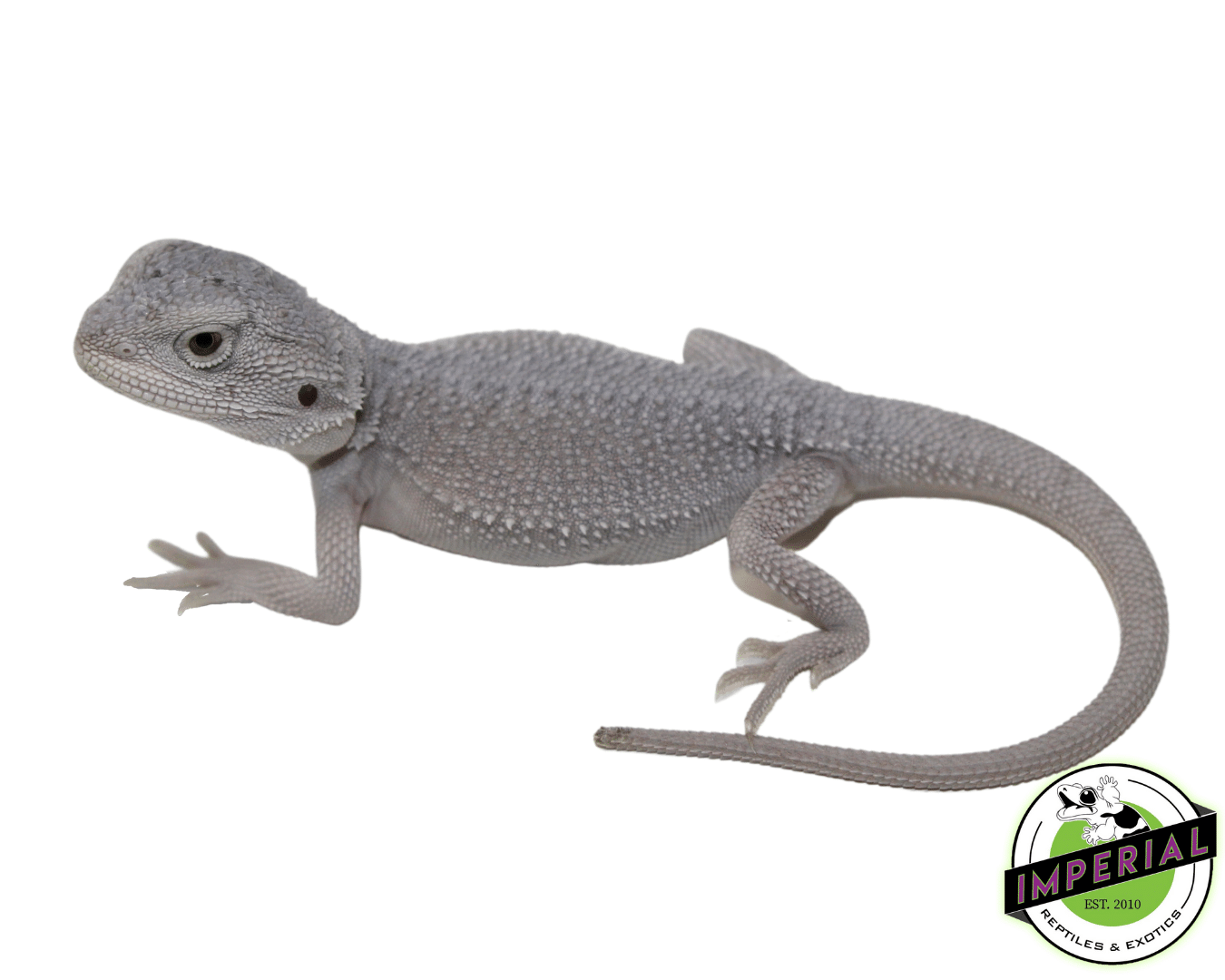 Hypo Zero Bearded Dragon Baby (#61523-08)