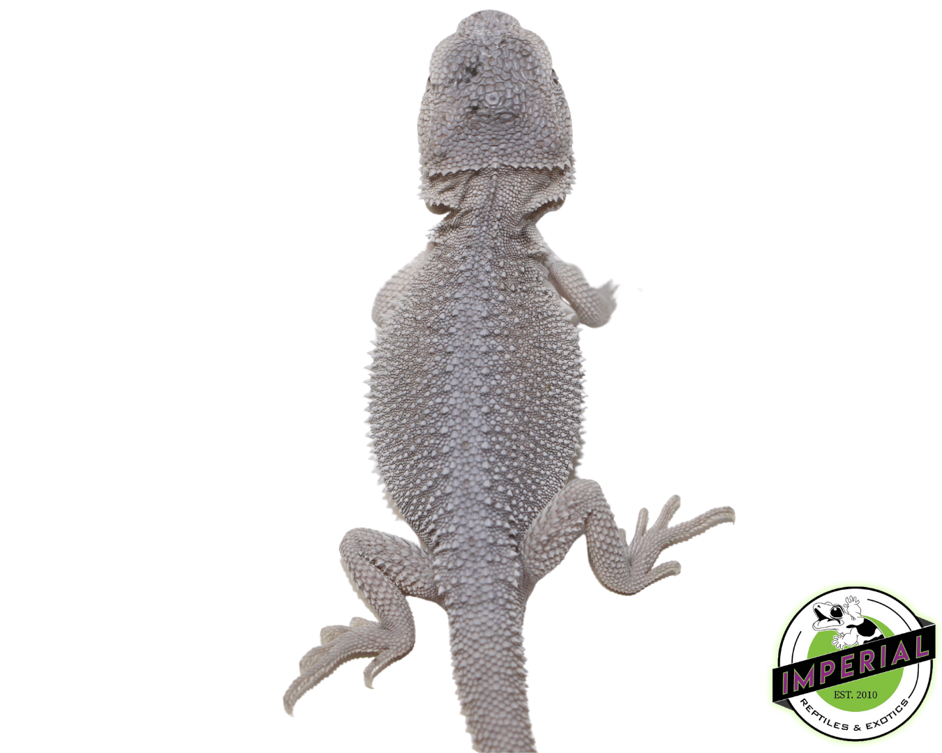 Hypo Zero Bearded Dragon Baby (#61523-08) — image 2