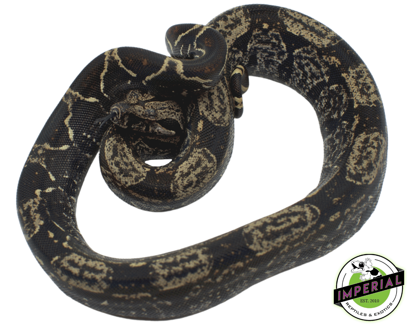 IMG het Anery ph Kahl BEA Albino Boa — image 2