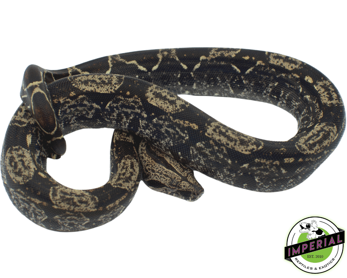 IMG het Anery ph Kahl BEA Albino Boa