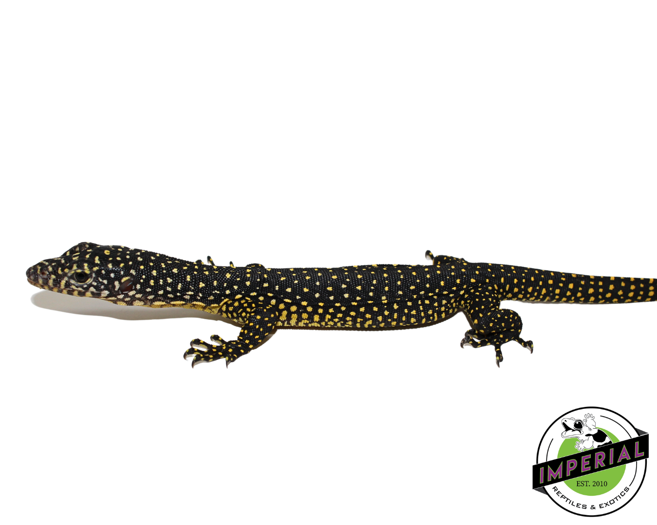 Indonesian Mangrove Monitor Baby (Meruake) — image 2