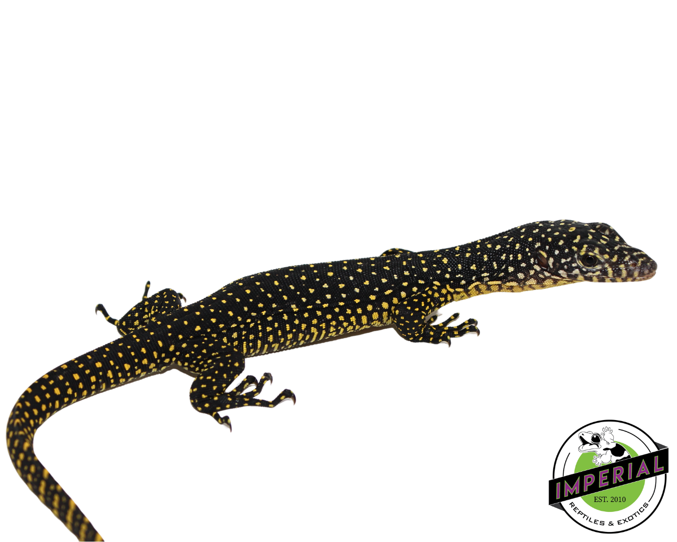 Indonesian Mangrove Monitor Baby (Meruake)