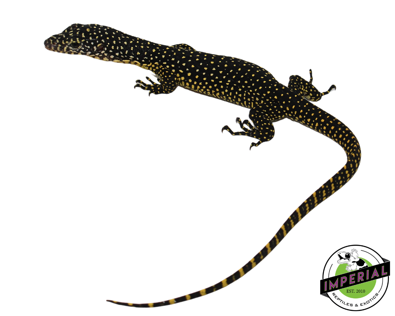 Indonesian Mangrove Monitor Baby (Meruake) — image 3