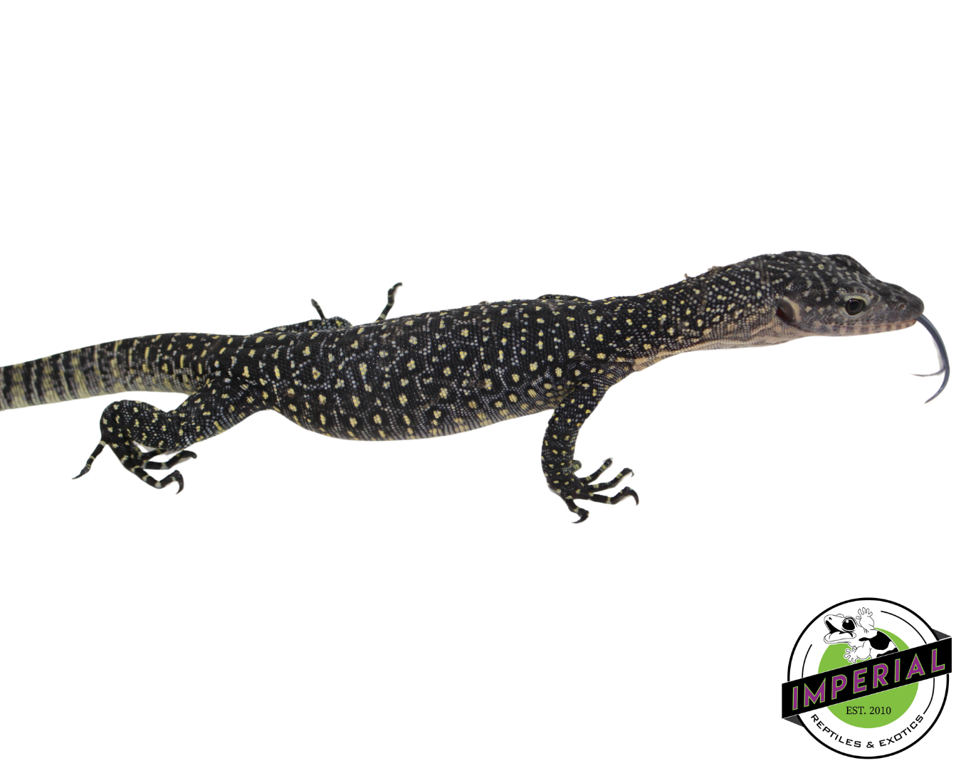 Indonesian Mangrove Monitor Baby (Sorong)
