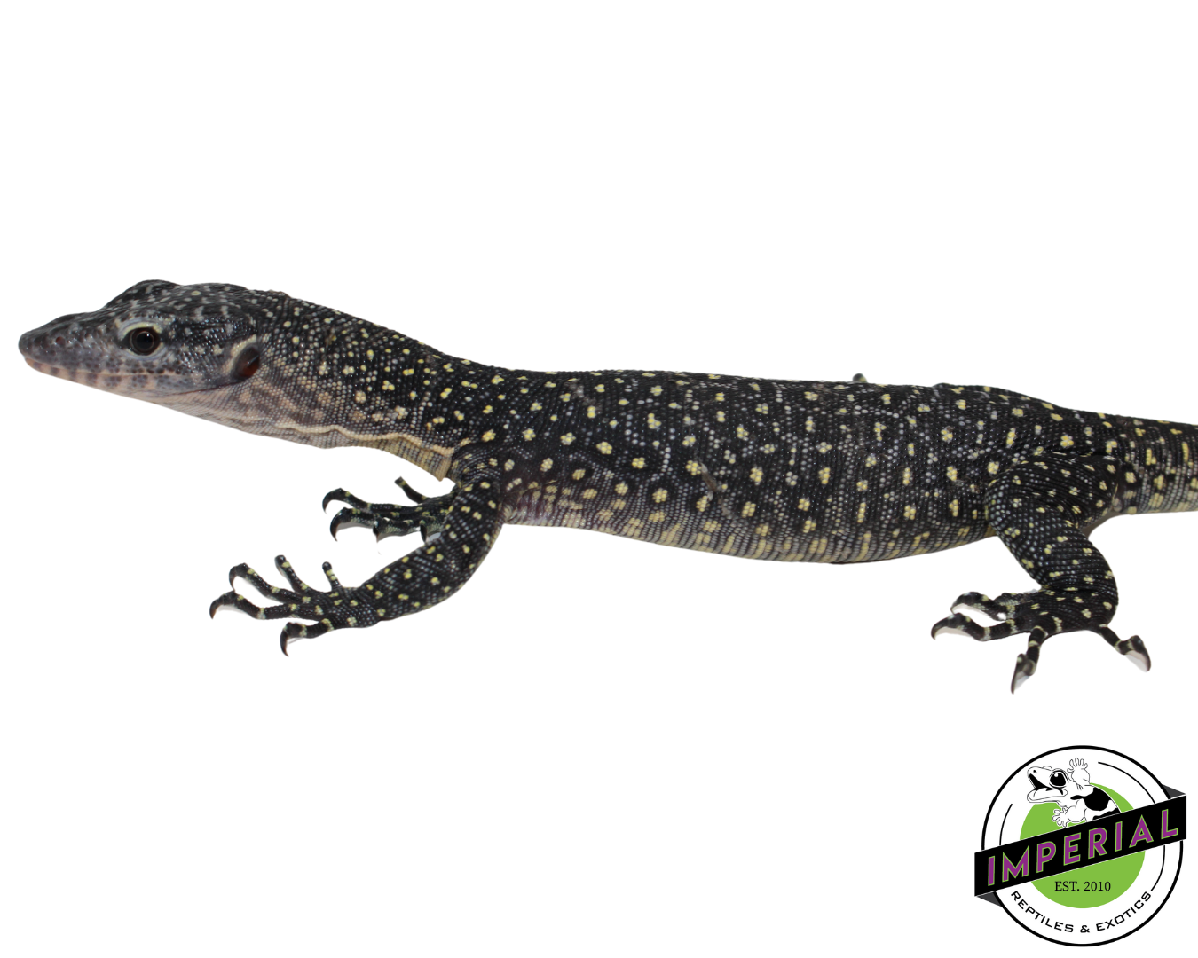 Indonesian Mangrove Monitor Baby (Sorong) — image 3