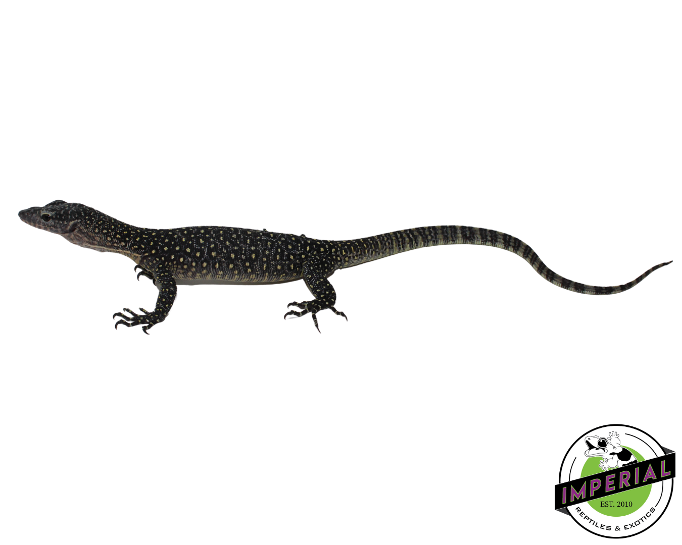 Indonesian Mangrove Monitor Baby (Sorong) — image 2