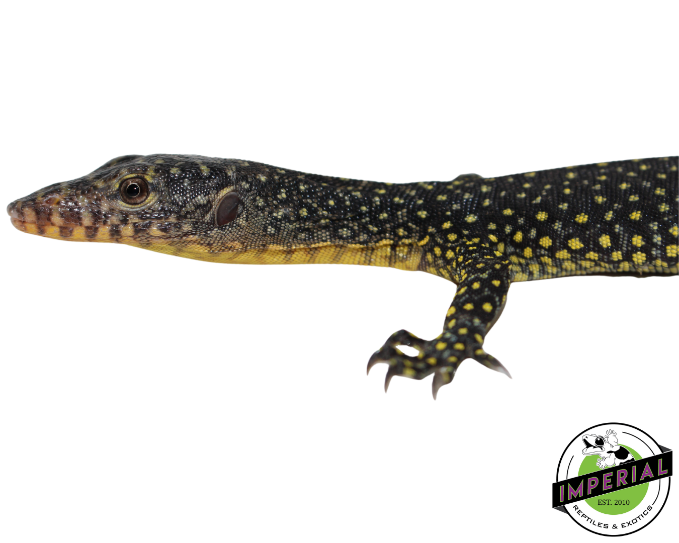 Indonesian Mangrove Monitor Baby (Warsior) #1 — image 3