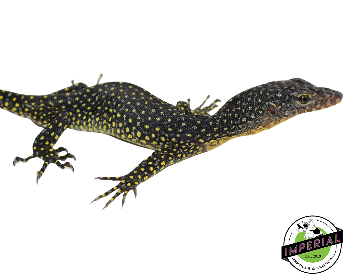 Indonesian Mangrove Monitor Baby (Warsior) #1