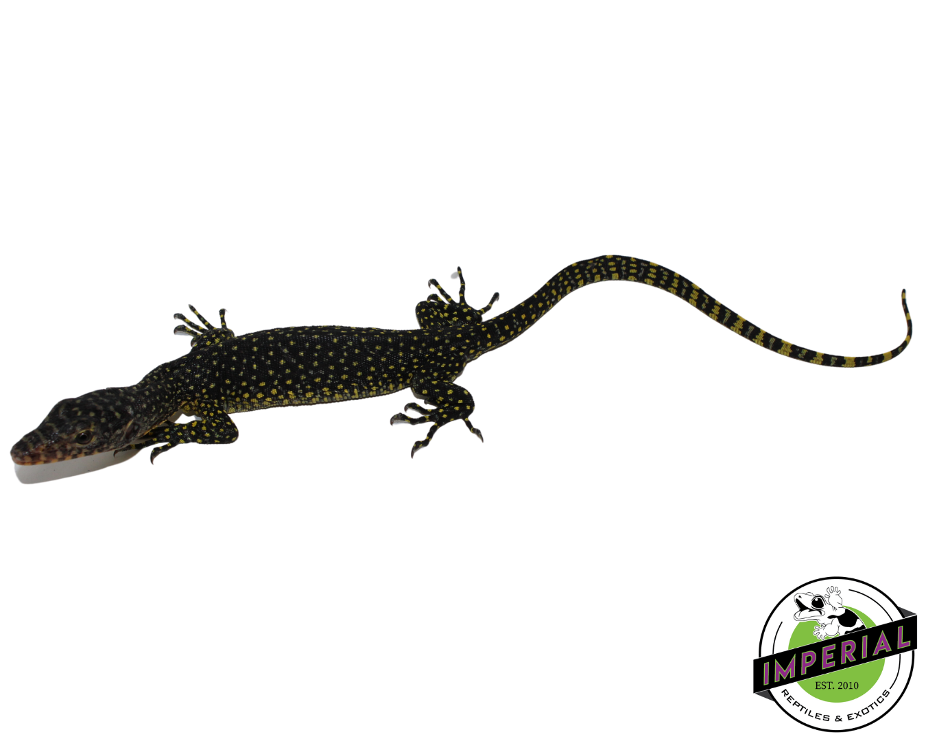 Indonesian Mangrove Monitor Baby (Warsior) #1 — image 2