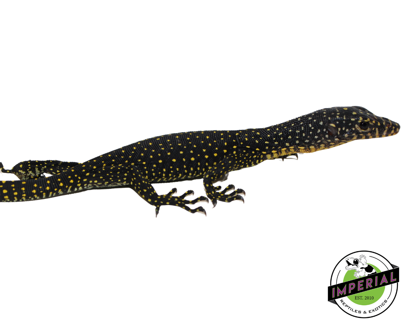 Indonesian Mangrove Monitor Baby (Warsior) #2