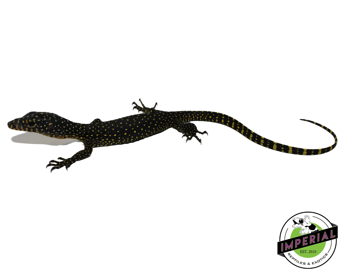 Indonesian Mangrove Monitor Baby (Warsior) #2 — image 2