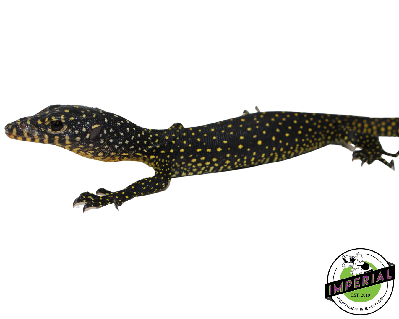 Indonesian Mangrove Monitor Baby (Warsior) #2 — image 3