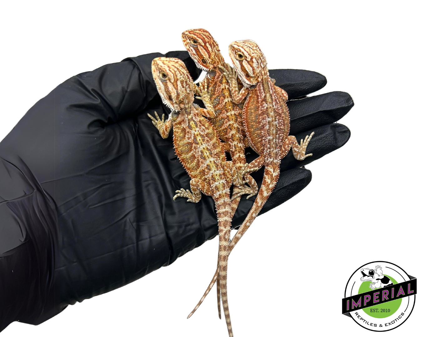 Inferno Bearded Dragon Baby — image 2