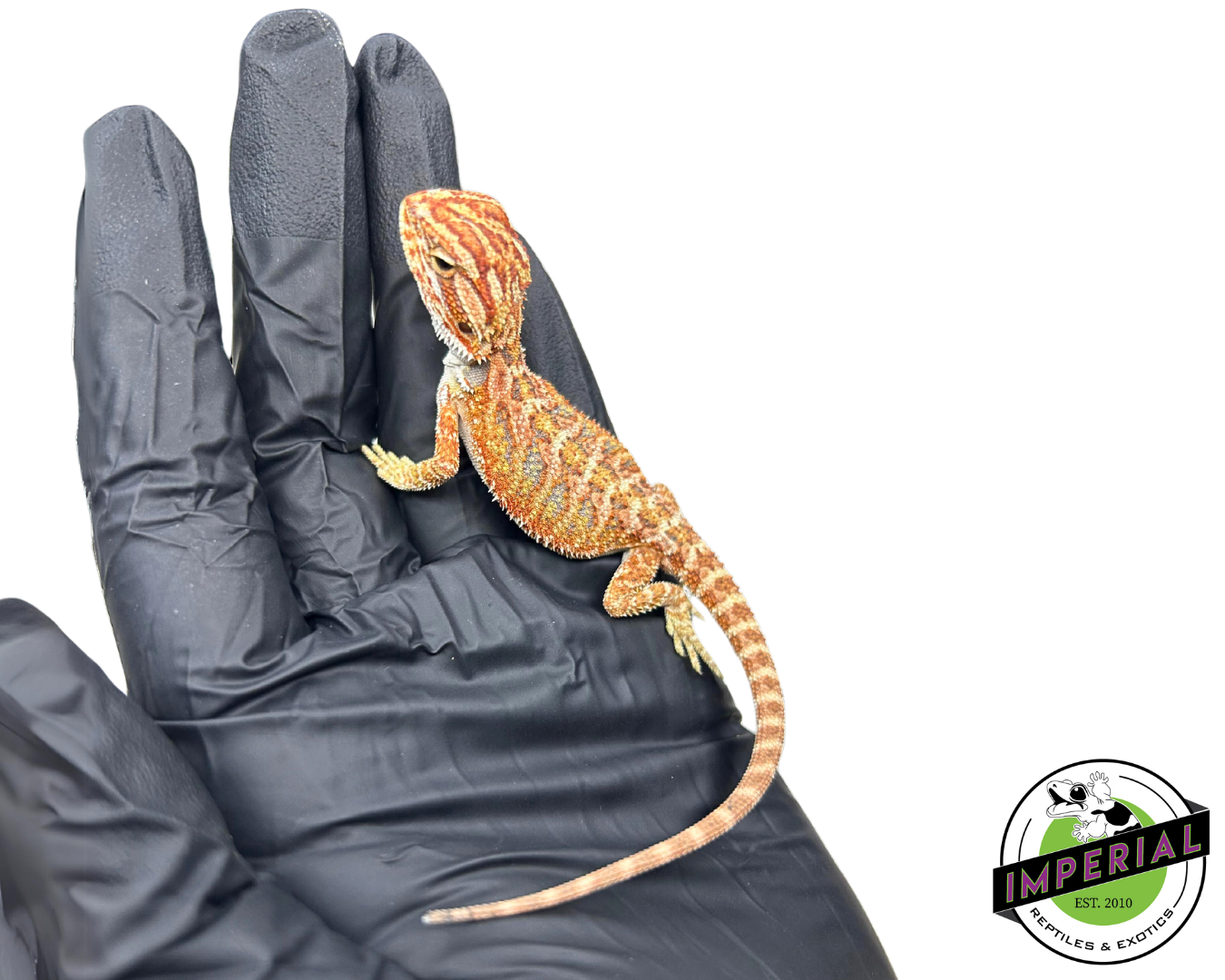 Inferno Bearded Dragon Baby — image 3