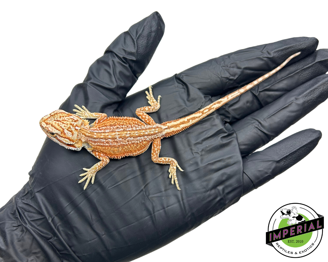 Inferno Bearded Dragon Baby